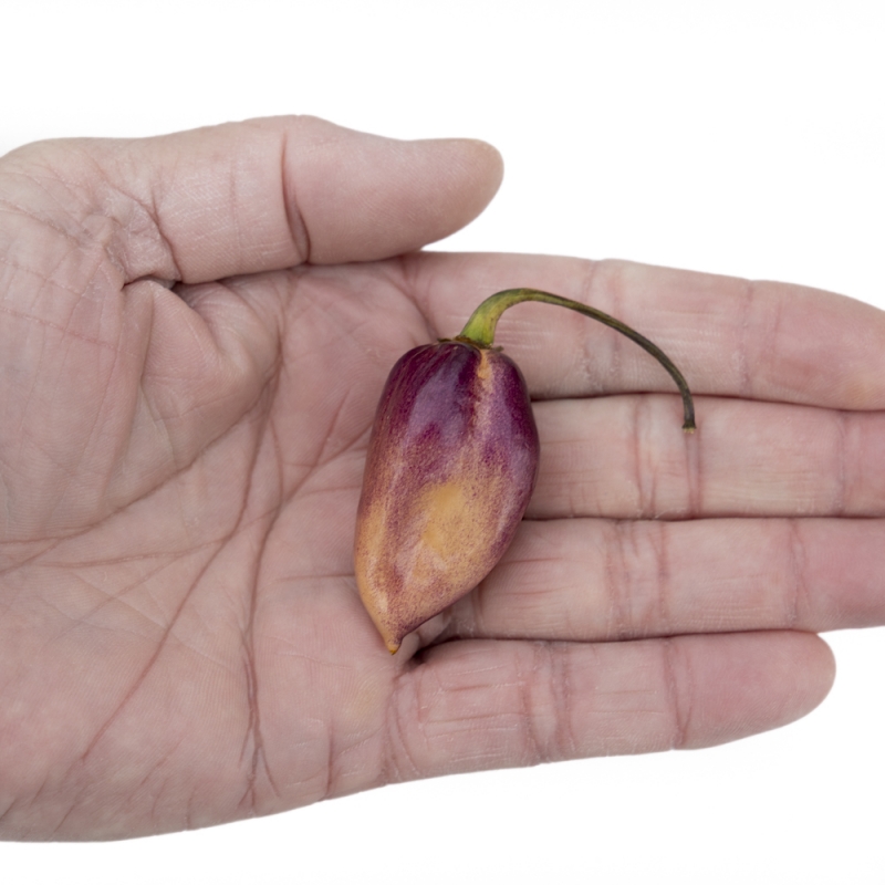 m.a.m.p. purple berrygum x 10 seeds