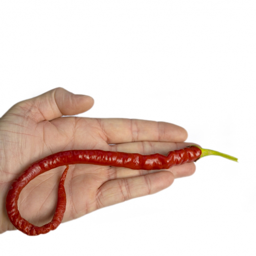 turkish snake chilli seeds x 10