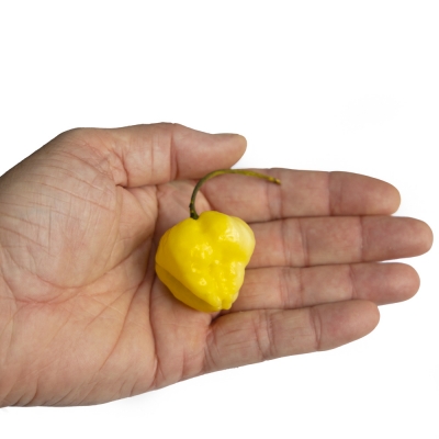 khangstarr ks lemon starrburst x 10 seeds