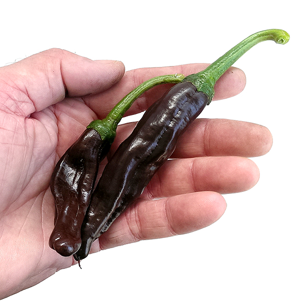 An Aromatic Dark Brown Chili from Ecuador Ecuadorian Brown Chilli 