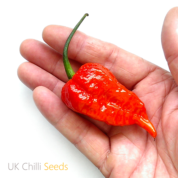 Ghost Chilli Viable Seeds Red Bhut Jolokia Super Hot Chilli Pepper UK Stock
